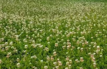 Un c&eacute;sped cubierto de tr&eacute;bol