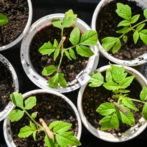 A small assortment of new plant starts in tiny pots