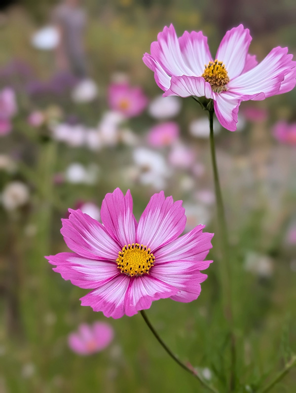 Pink and white colored flowers 