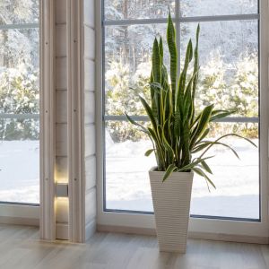 A large healthy snakeplant sits in front of a sunny window with snow outside