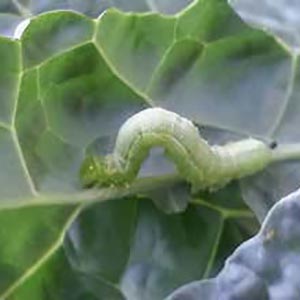 A small green caterpillar on a pale cabbage leaf