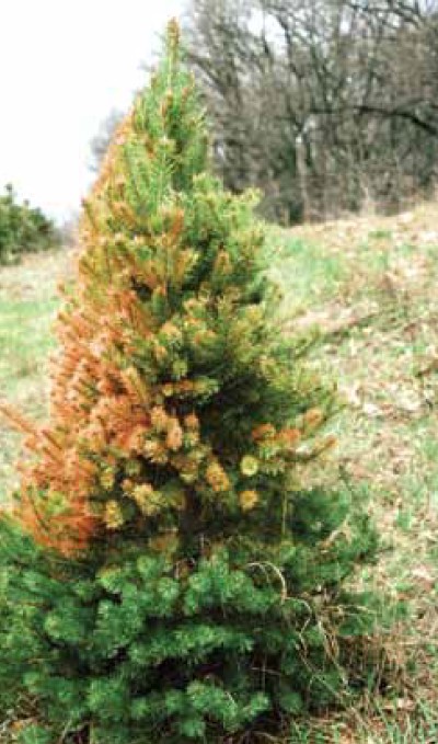 A discolored pine tree with a large yellow spot along the side.