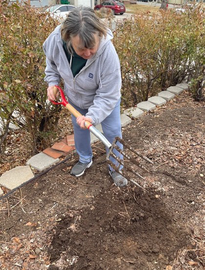 purple onions popping out of the dirt.