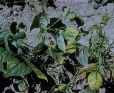 A patch of very damaged yellow and hole-filled leaves.
