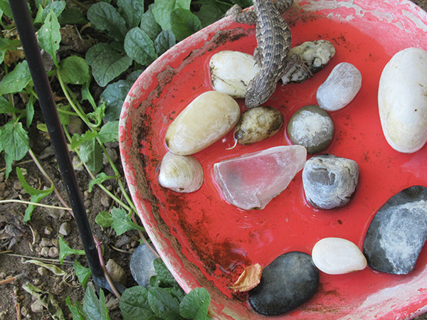 A lizard on a red bowl with water and river rocks.