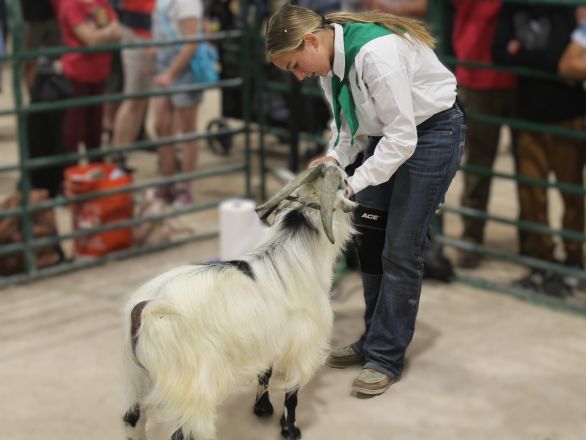 A 4-H girl with her goat.