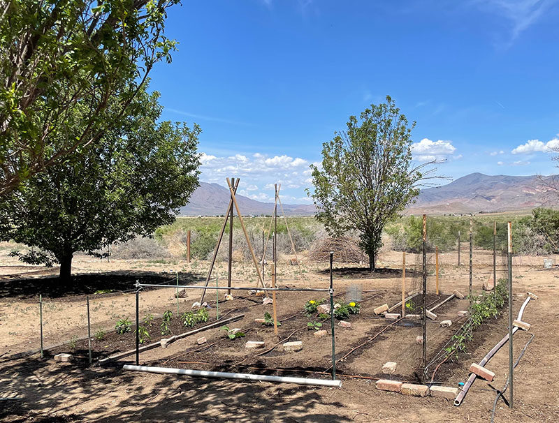 outdoor garden in dirt with trees in background