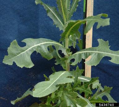 A large green leaf rosette of Prickly Lettuce Plant