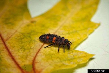 A young lady bug looks different than an adult with scales and strips.