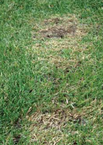 Lawn damage cuased by low mowing looks like burns or furrows in the grass.