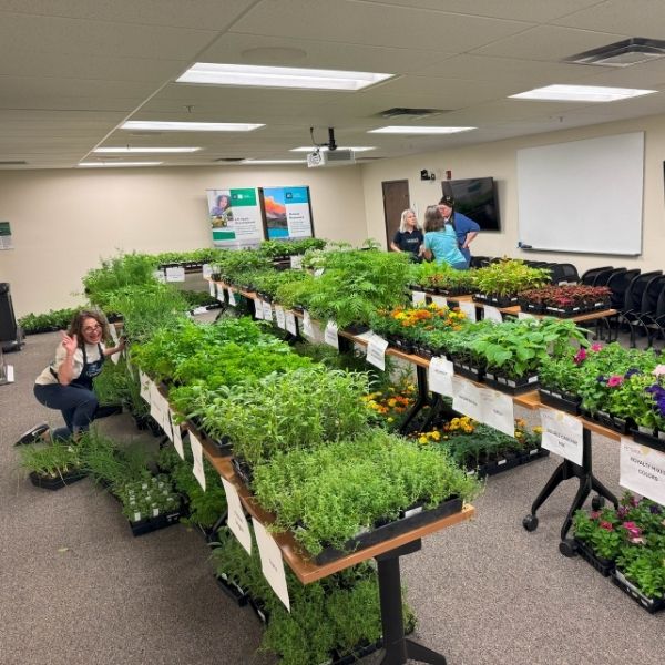 Master Gardeners preparing plants for plant sale