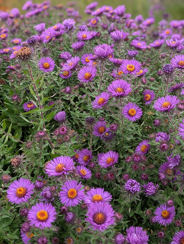 Bright purple and orange colored flowers