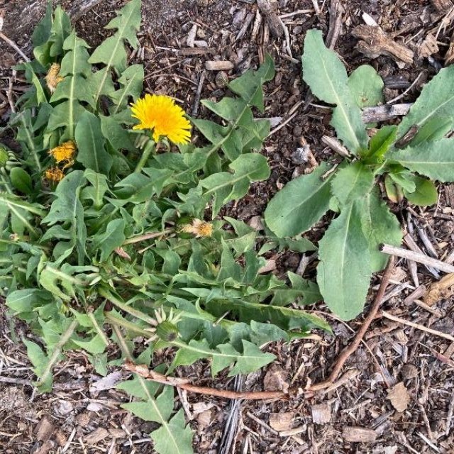 A blooming dandelion next to a newly sprouted on in a manicured flower bed.