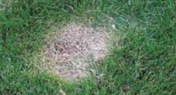 A dead brown spot in a lawn.