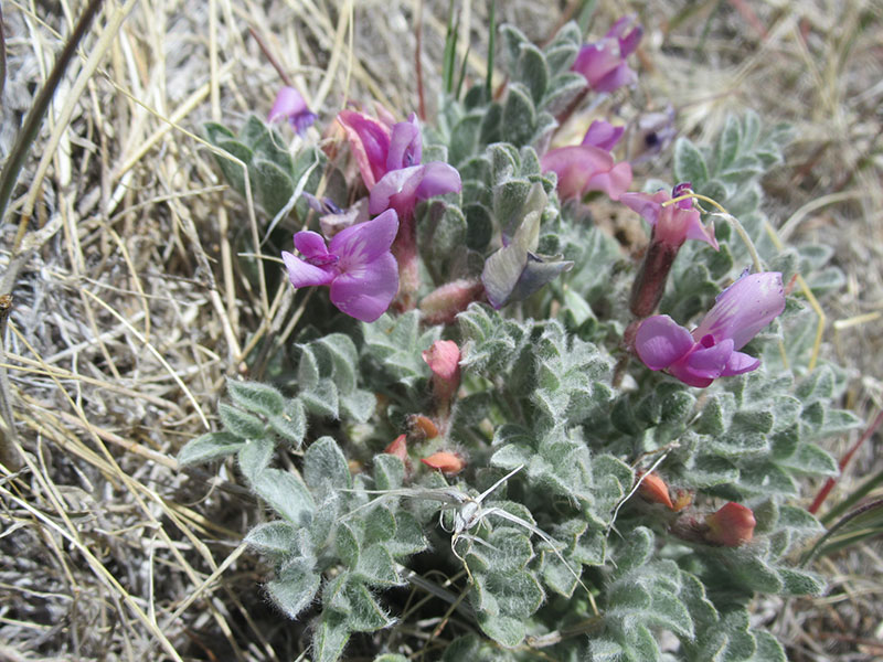 white fence with trees and small green landscape.