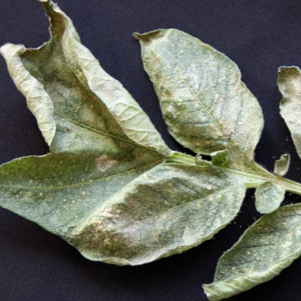 Plant with herbicide residues