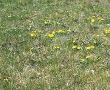A dull, dry lawn covered in yellow dandelions.