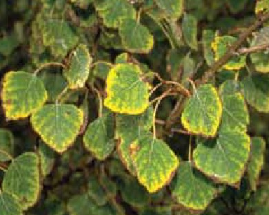 A patch of green leaves with yellowing edges