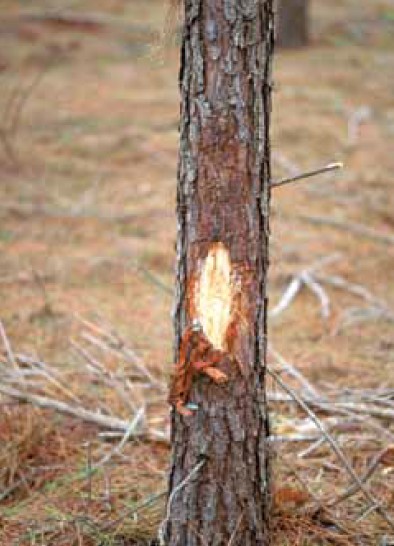 A young tree truck with a large patch of damage exposing the bark inside.