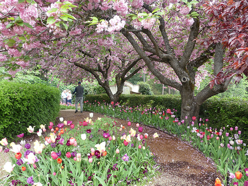 trees with pink flowers in large garden with paths and pink, purple and white tulips