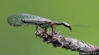 An adult snakefly with a long body and lacey wings on perched on a plant leaf.