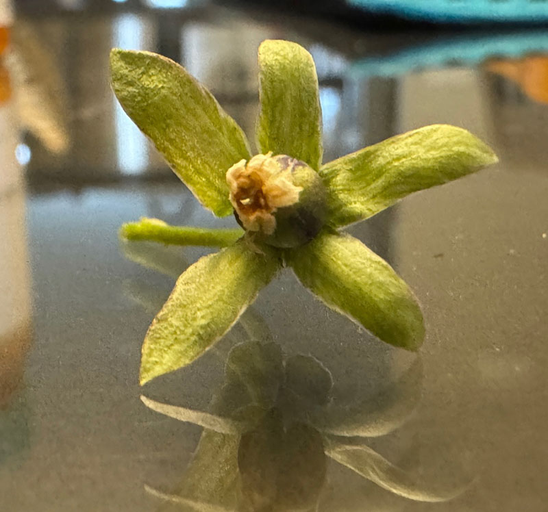 A packet of seeds and seeds in a pile in the shape of a cat head.