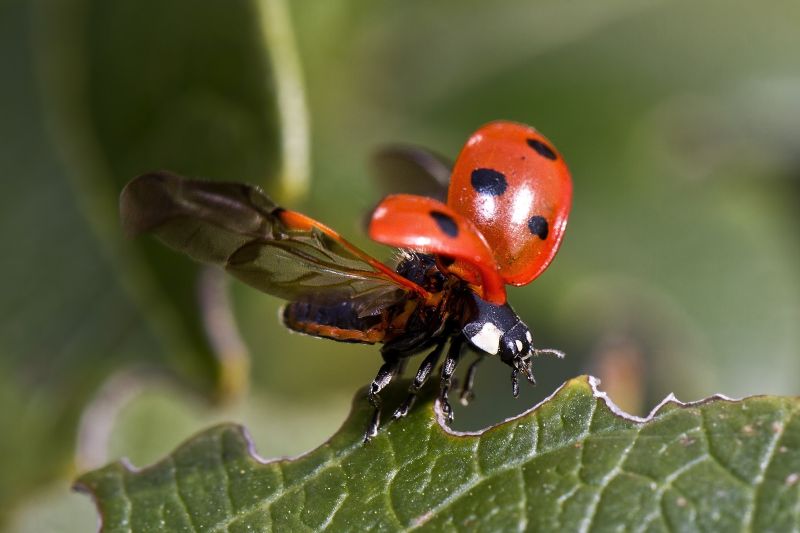 Ladybug spreading its wings to fly.