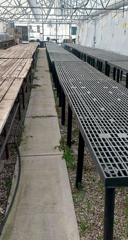 A person holding large rake outside in front of a house.