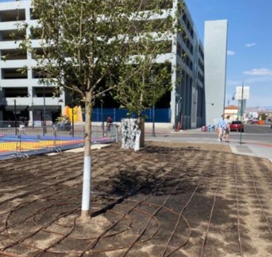 A downtown tree planting project shows the exposed irrigation going in with newly planted trees.