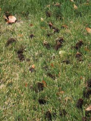 A large green lawn with chunks showing it was recently aerated