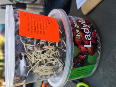 Ladybugs in a container for releasing in a garden or greenhouse.