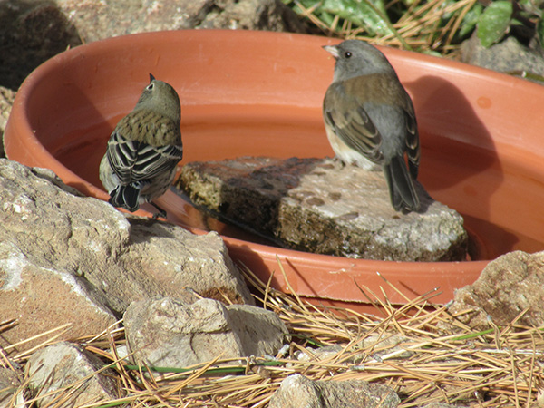 Two gray and brown birds sitting on a rock and brown bowl
