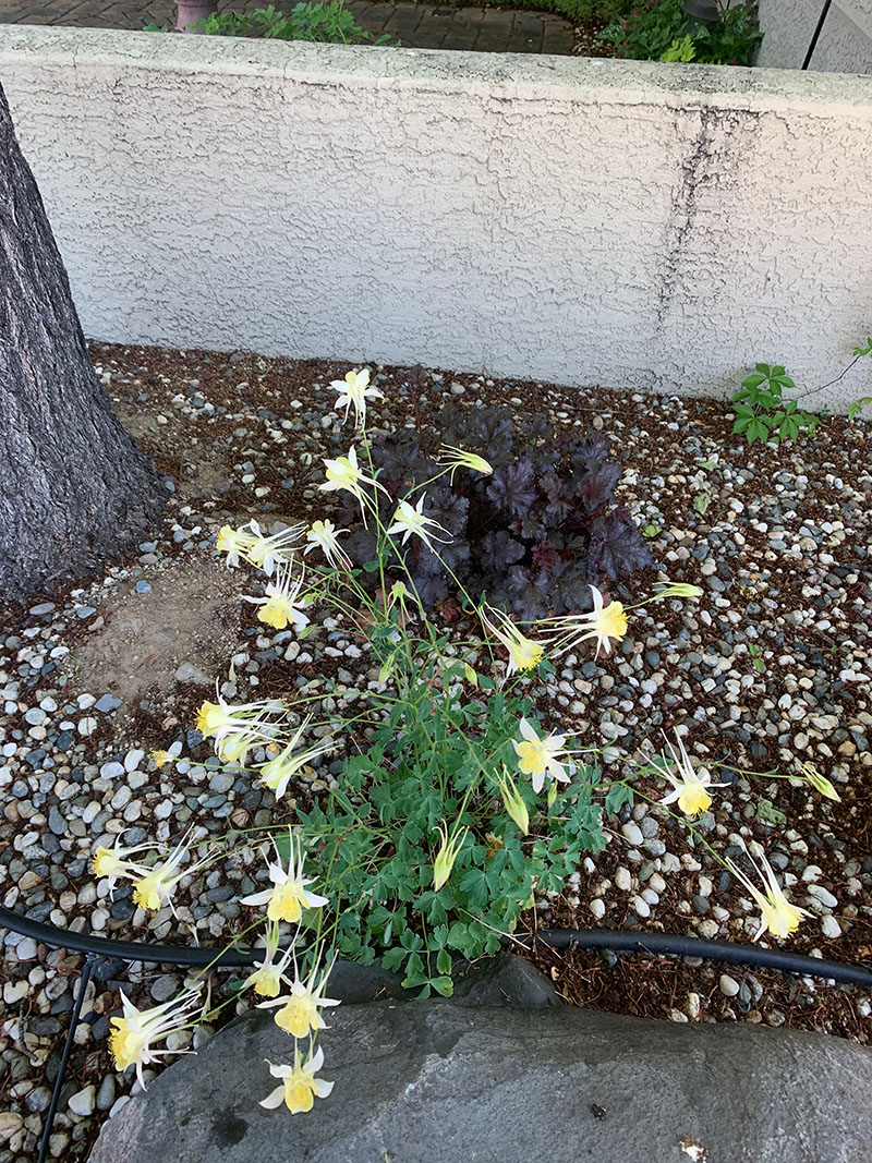 close up of yellow colored flowers in green plant bush surrounded by small white rocks