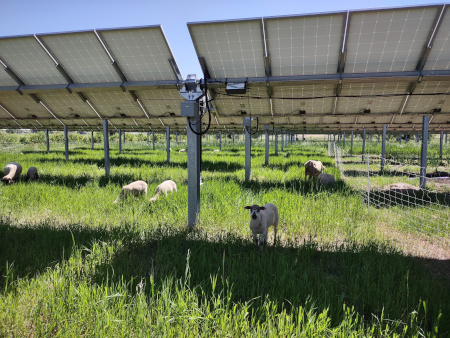 Sheep graze on grass under a solar installation