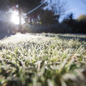 a green lawn covered in frost on a sunny morning