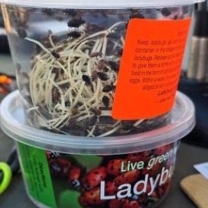 Two containers of live ladybugs for sale at the register of a Nursey plant store.