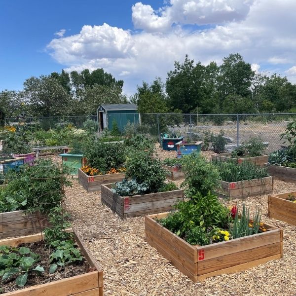 Image of several raised garden beds