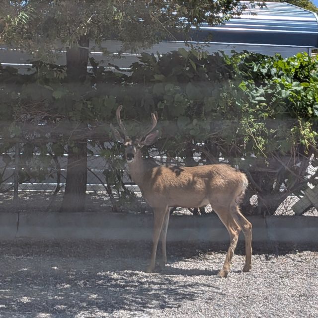 mule deer standing in the Caliente Community Garden