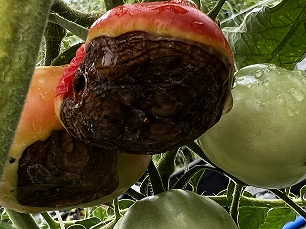 Red, yellow and green rotten tomatoes.