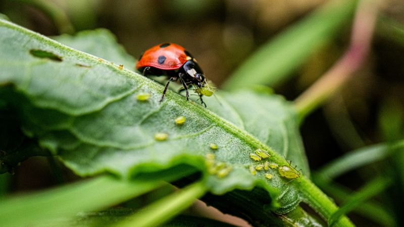 Ladybug eating aphids
