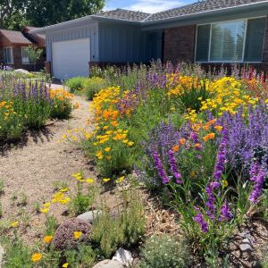 A vibrant healthy native plant yard full of colorful flowers.