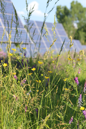 Flowering plants grow under a solar installation