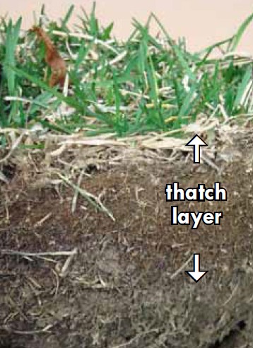A diagram showing the thick underlayer of roots that can develop under a lawn.