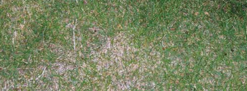 A patchy green lawn with some brown throughout.
