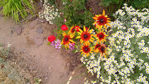 Bright yellow and orange colored flowers next to small white flowers with green plants around them.