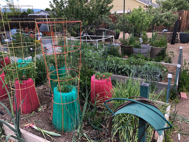 rows of white onions popping out of the dirt.