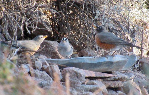 three birds with red stomachs on some rocks outside