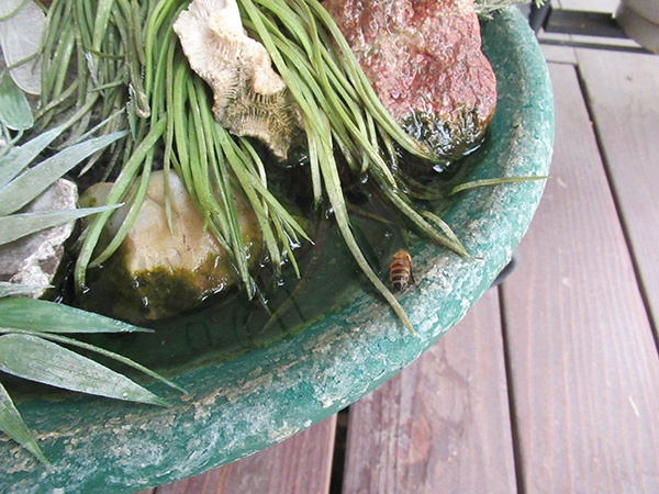 A green bowl with water and rocks. A small bee is on the bowl.