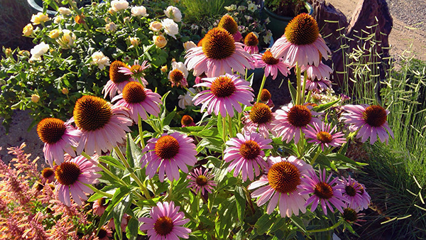 Group of pink flowers, white roses, orange colored flowers and green plants. 