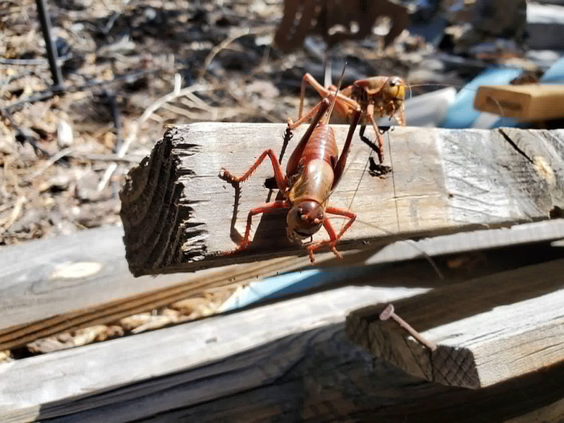 close up of two reddish colored crickets